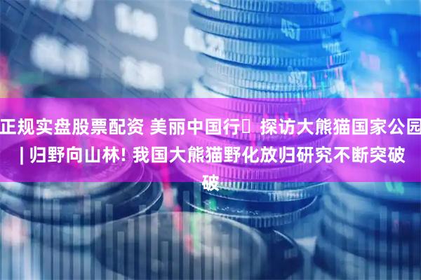 正规实盘股票配资 美丽中国行・探访大熊猫国家公园 | 归野向山林! 我国大熊猫野化放归研究不断突破